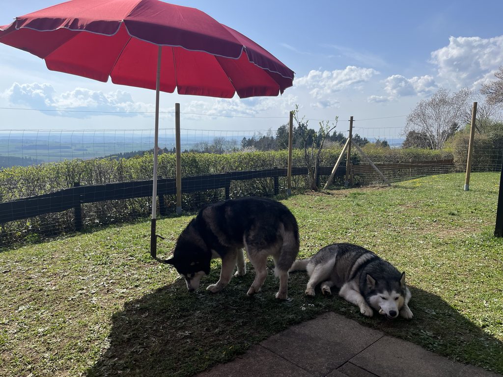 Ferienhaus mit eingezäuntem Garten im Schwarzwald