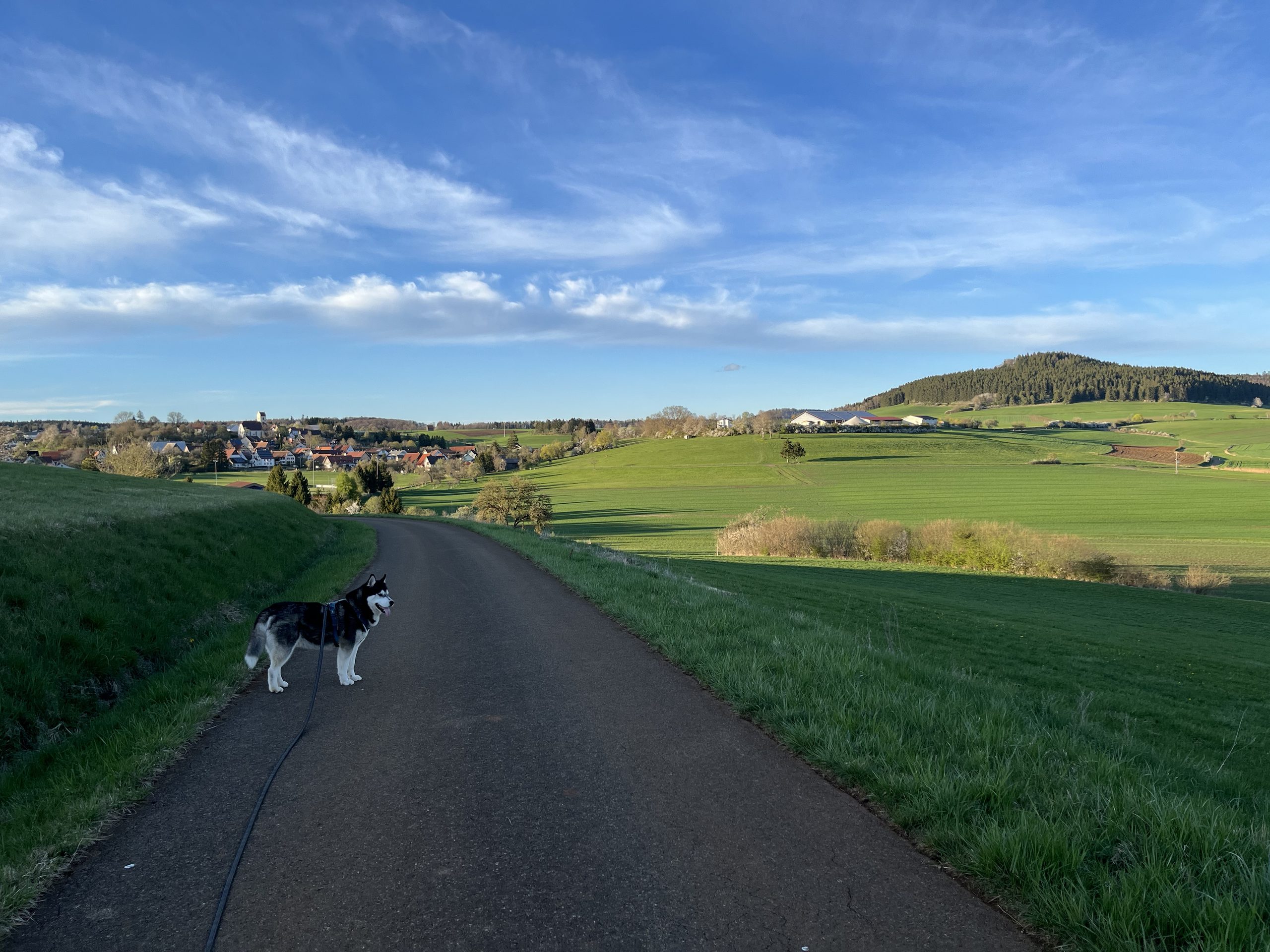 Wanderweg im Schwarzwald mit Hund bei Bad Dürrheim