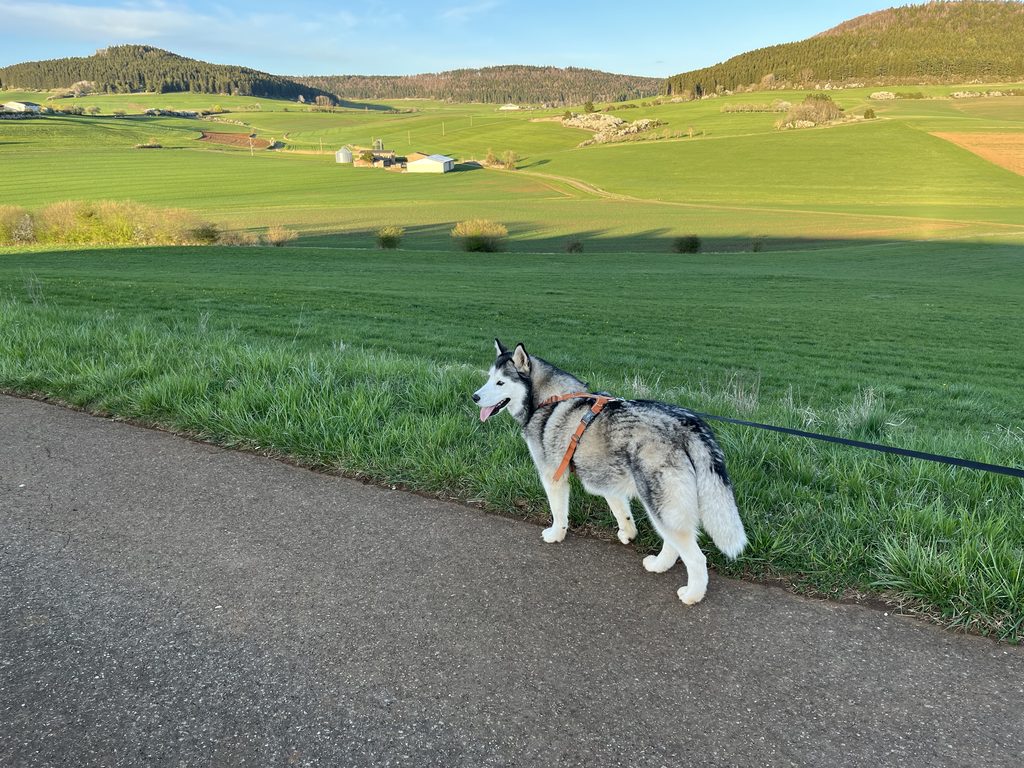 Naturweg im Schwarzwald mit Hund und Fernblick