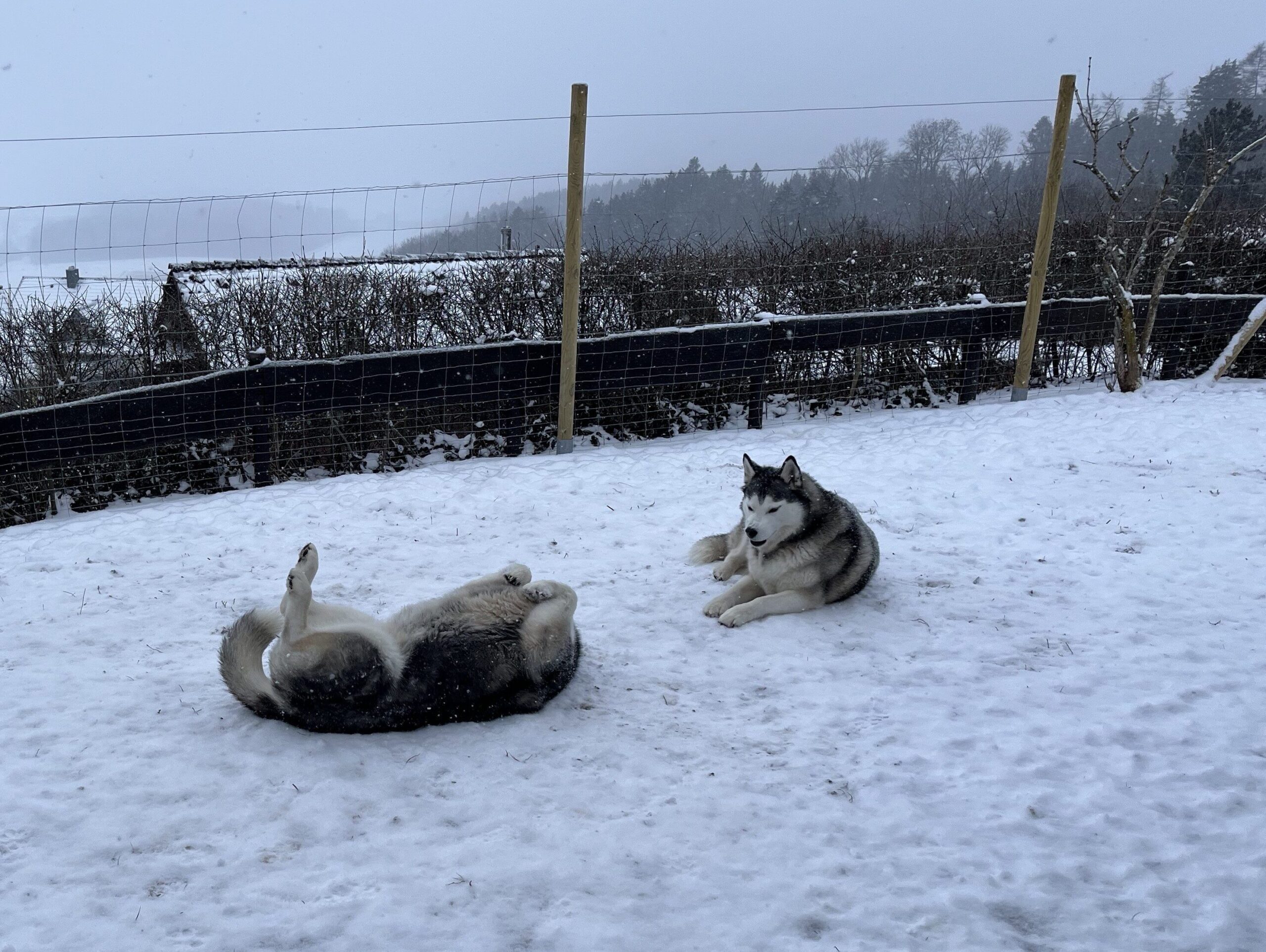 Hunde im verschneiten Garten des Ferienhaus Munz in Bad Dürrheim Öfingen